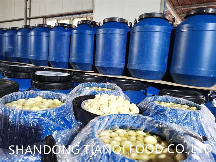 Drum packing whole white mushroom in salted water