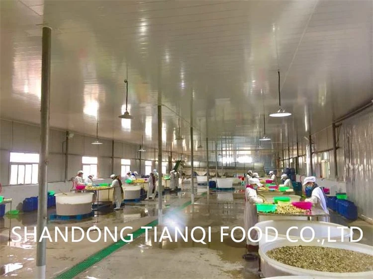 Factory white mushroom in drums