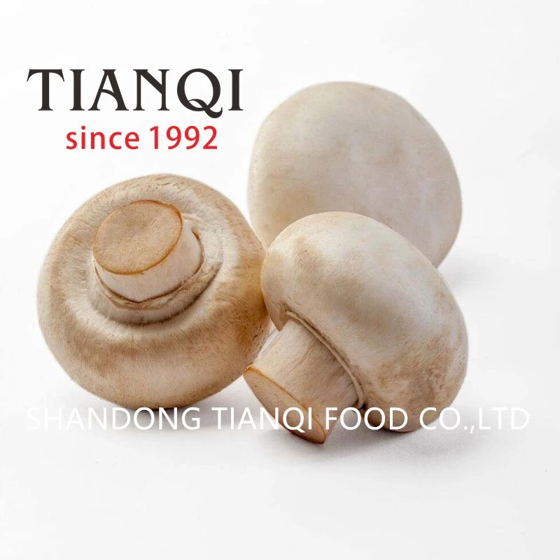 High quality fresh white mushroom in vinegar in drums High quality fresh white mushroom in vinegar in drums