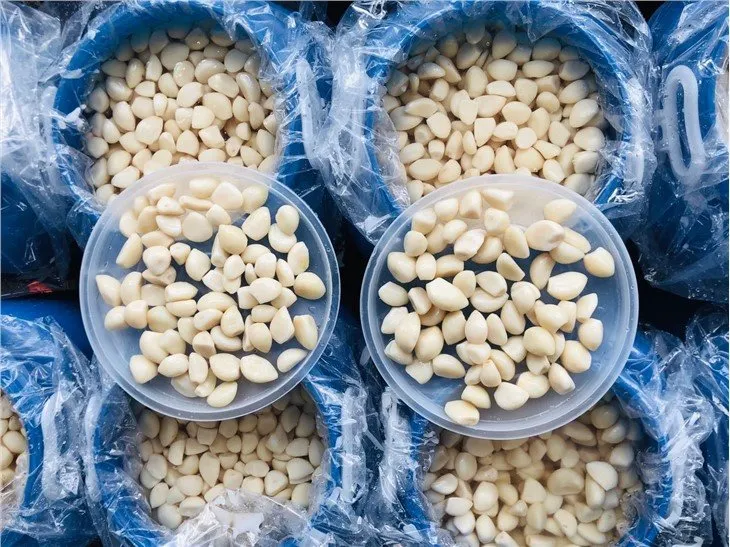 First grade white garlic cloves in salted water in drums