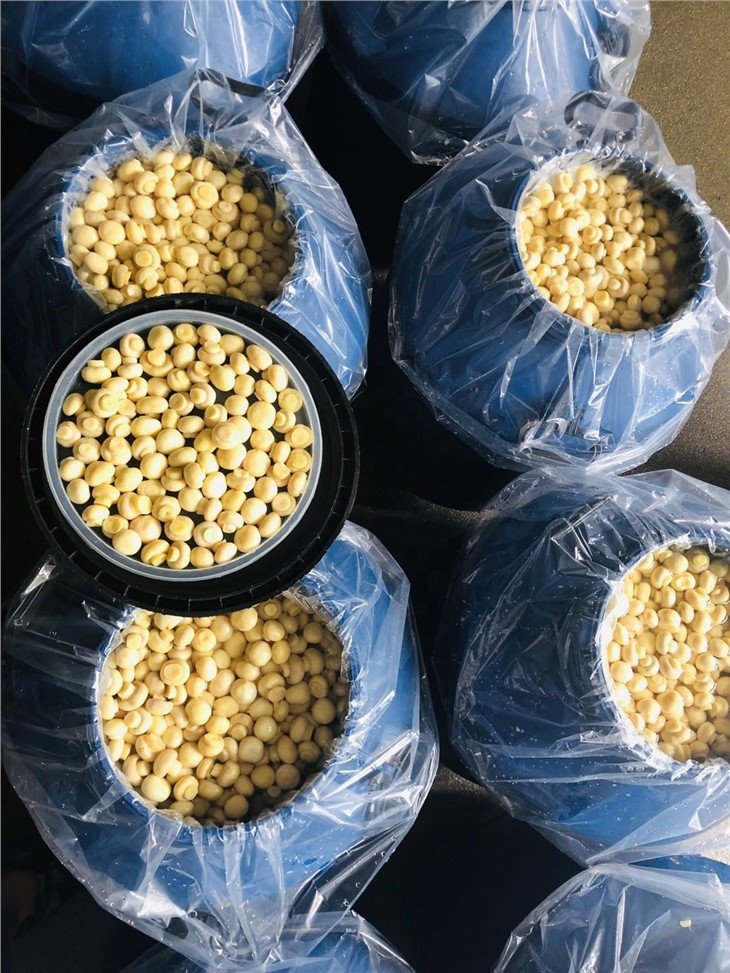 New crop white mushroom in salted water in drums