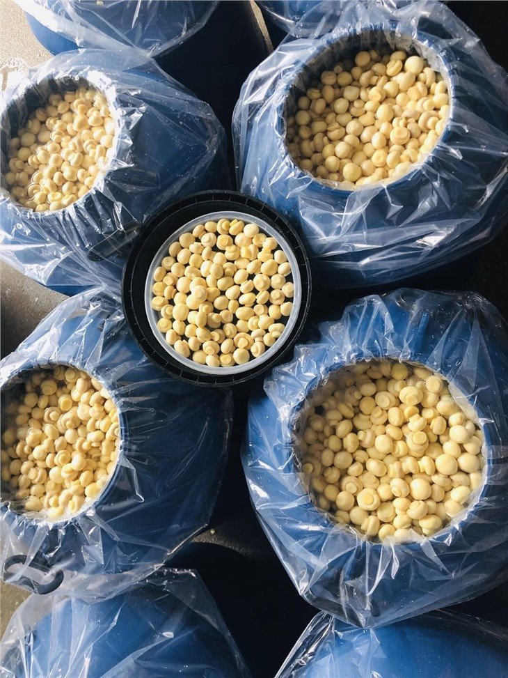 High quality new crop white mushroom in vinegar in drums