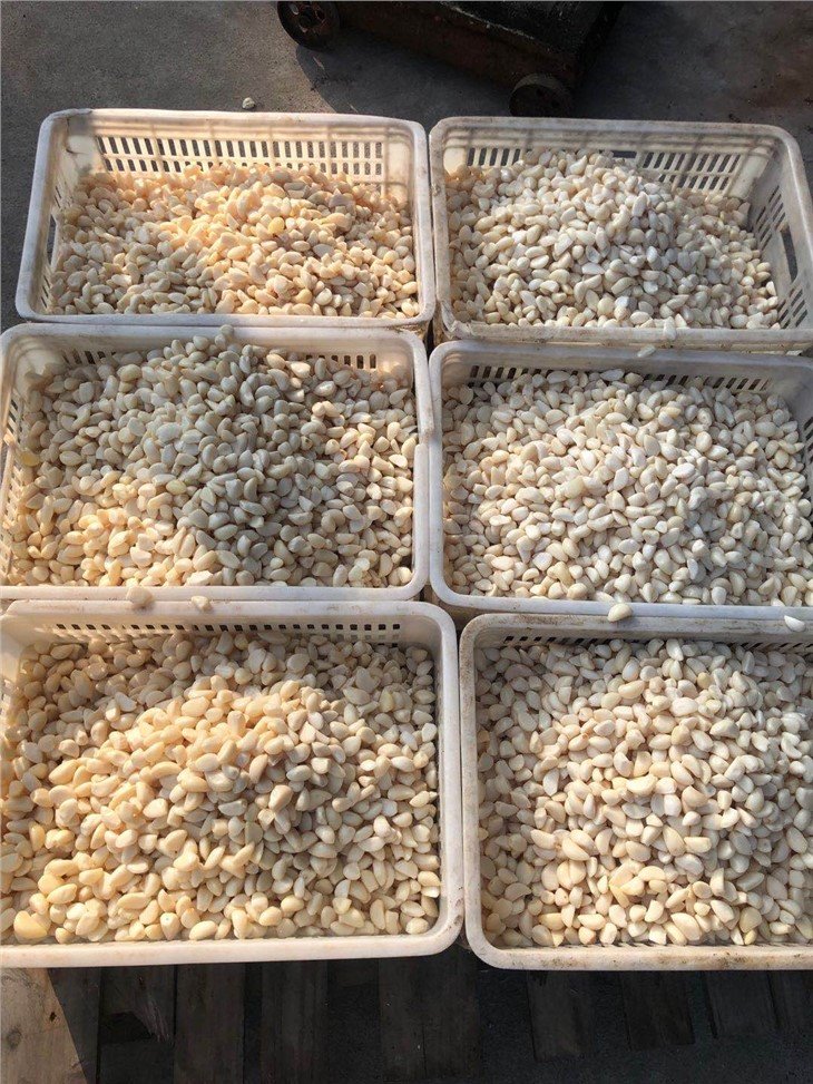 Garlic cloves in salted water in drums