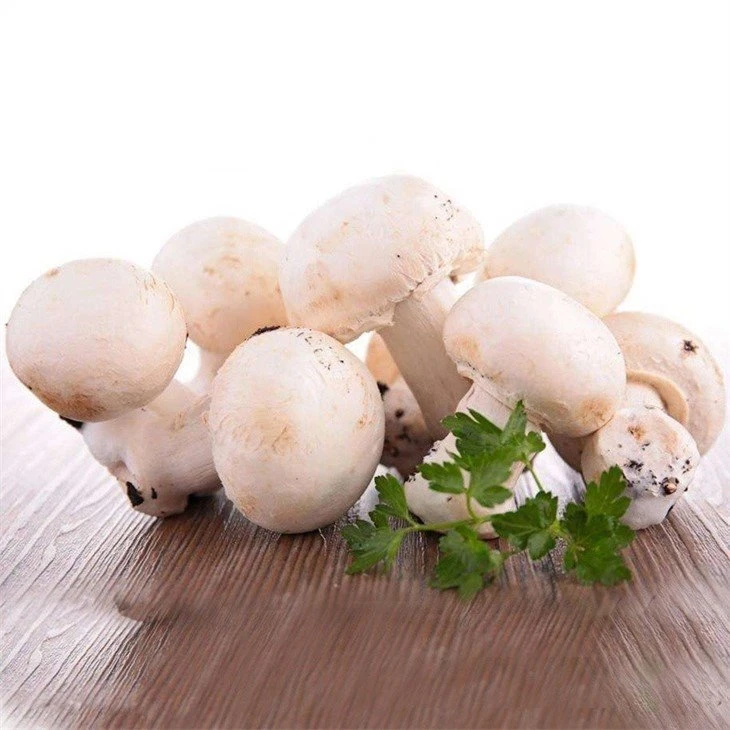 High quality fresh mushroom