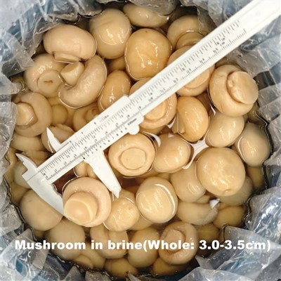 ڈرم میں نمکین نمکین میں تھوک اعلی کوالٹی شیمپینن مشروم